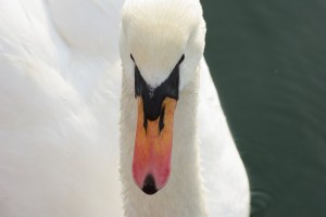 CEF - Cygne 